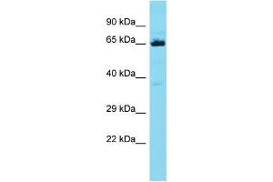 Host: Rabbit Target Name: CCDC48 Sample Type: HT1080 Whole Cell lysates Antibody Dilution: 1. (EFCC1 anticorps  (C-Term))