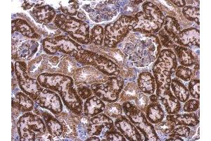 IHC-P Image EDG7 antibody [N3C2], Internal detects EDG7 protein at cytosol on mouse kidney by immunohistochemical analysis. (LPAR3 anticorps)