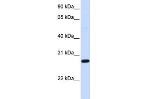 WB Suggested Anti-DCK Antibody Titration: 0. (DCK anticorps  (Middle Region))