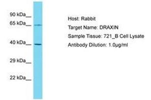 DRAXIN 抗体  (AA 227-276)