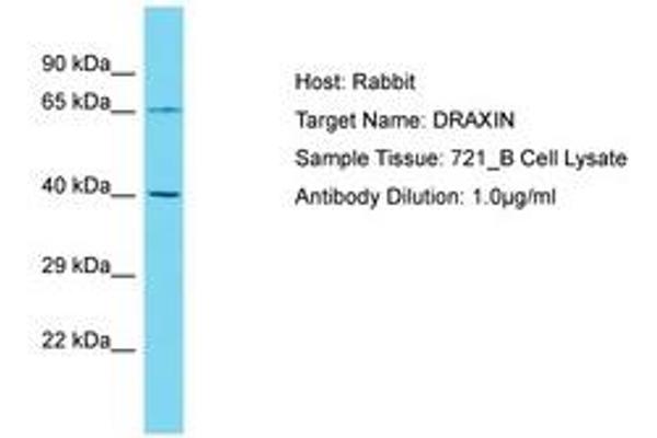 DRAXIN anticorps  (AA 227-276)