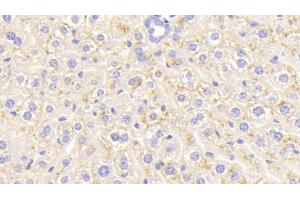 Detection of CEACAM1 in Mouse Liver Tissue using Polyclonal Antibody to Carcinoembryonic Antigen Related Cell Adhesion Molecule 1 (CEACAM1) (CEACAM1 anticorps  (AA 35-143))