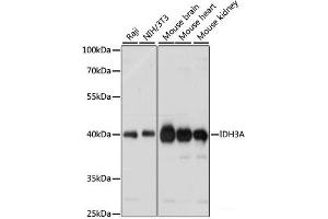 Western blot analysis of extracts of various cell lines using IDH3A Polyclonal Antibody at dilution of 1:1000. (IDH3A anticorps)