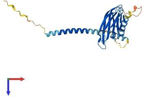 CD40 Ligand (CD40LG) (AA 1-261) protein (His tag)