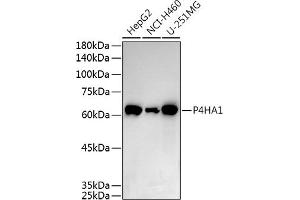 Western blot analysis of extracts of various cell lines, using P4H antibody (0538) at 1:500 dilution. (P4HA1 anticorps  (AA 235-534))