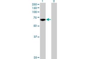 Western Blot analysis of MYBL2 expression in transfected 293T cell line by MYBL2 MaxPab polyclonal antibody.