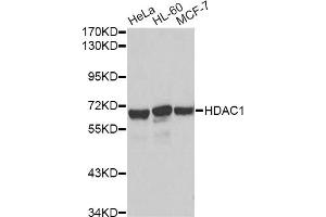Western blot analysis of extracts of various cell lines, using HDAC1 antibody. (HDAC1 anticorps)