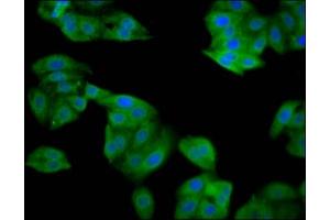 Immunofluorescence staining of HepG2 cells with ABIN7169643 at 1:133, counter-stained with DAPI.