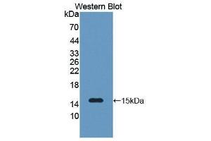 Western Blotting (WB) image for anti-Serum Amyloid A2 (SAA2) (AA 19-122) antibody (ABIN1870546) (SAA2 anticorps  (AA 19-122))