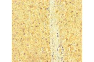 Immunohistochemistry of paraffin-embedded human adrenal gland tissue using ABIN7170352 at dilution of 1:100 (SNX14 anticorps  (AA 601-893))