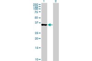 Western Blot analysis of OLIG2 expression in transfected 293T cell line by OLIG2 MaxPab polyclonal antibody. (OLIG2 anticorps  (AA 1-323))