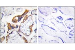 Immunohistochemistry analysis of paraffin-embedded human placenta, using PHLA2 Antibody.