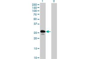 Western Blot analysis of UBE2J2 expression in transfected 293T cell line by UBE2J2 MaxPab polyclonal antibody.