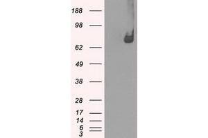 Image no. 3 for anti-P450 (Cytochrome) Oxidoreductase (POR) antibody (ABIN1497747) (POR anticorps)