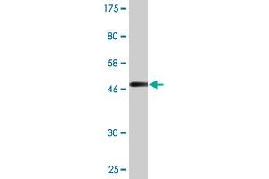 Western Blot detection against Immunogen (48.