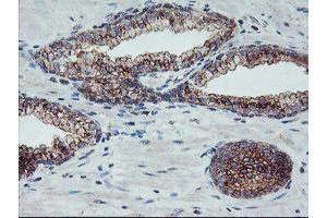 Image no. 10 for anti-Archain 1 (ARCN1) antibody (ABIN1497571)