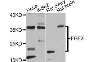 Western blot analysis of extracts of various cell lines, using FGF2 antibody. (FGF2 anticorps)