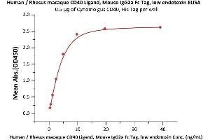 CD40 Ligand (CD40LG) (AA 113-261) (Active) protein (Fc Tag)