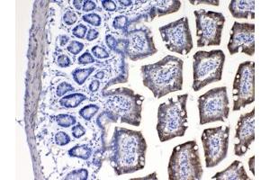 IHC testing of FFPE mouse intestine tissue with CYP2D6 antibody at 1ug/ml.