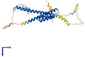AlphaFold protein structure predicition of Mouse Recombinant Nrbf2 Protein, UniprotID Q8VCQ3