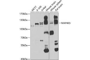 Western blot analysis of extracts of various cell lines, using MK5 antibody (ABIN6130440, ABIN6143514, ABIN6143515 and ABIN6223968) at 1:1000 dilution. (MAP4K5 anticorps  (AA 300-480))
