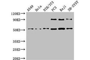 Western Blot Positive WB detected in: A549 whole cell lysate, Hela whole cell lysate, NIH/3T3 whole cell lysate, PC-3 whole cell lysate, Raji whole cell lysate, SH-SY5Y whole cell lysate All lanes: BECN1 antibody at 4 μg/mL Secondary Goat polyclonal to rabbit IgG at 1/50000 dilution Predicted band size: 52 kDa Observed band size: 52 kDa (Beclin 1 anticorps  (AA 1-100))