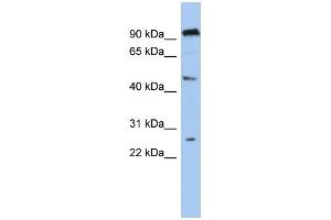 WB Suggested Anti-C1orf174 Antibody Titration: 0. (C1orf174 anticorps  (Middle Region))