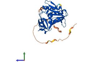 AlphaFold protein structure predicition of Human Recombinant RPIA Protein, UniprotID P49247