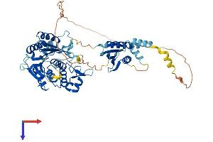 AlphaFold protein structure predicition of Human Recombinant METTL16 Protein, UniprotID Q86W50