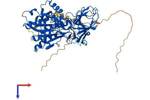 AlphaFold protein structure predicition of Human Recombinant AGBL4 Protein, UniprotID Q5VU57