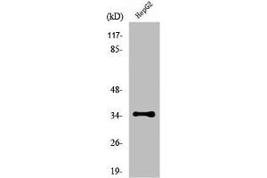 Western Blot analysis of HepG2 cells using Nkx-3. (NKX3-1 anticorps  (N-Term))