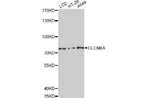 Western blot analysis of extracts of various cell lines, using CLCNKA Antibody (ABIN1871886) at 1:3000 dilution. (CLCNKA anticorps)