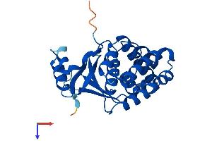AlphaFold protein structure predicition of Mouse Recombinant Otub2 Protein, UniprotID Q9CQX0