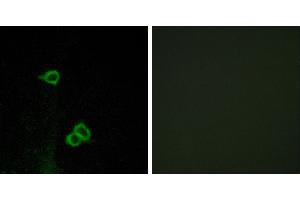 Peptide - +Western blot analysis of extracts from COS-7 cells, using CXCR7 antibody.