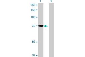 Western Blot analysis of LRCH3 expression in transfected 293T cell line by LRCH3 MaxPab polyclonal antibody. (LRCH3 anticorps  (AA 1-712))