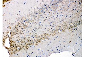 Anti-Syndecan 3 antibody, IHC(P) IHC(P): Rat Brain Tissue