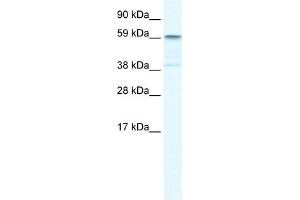 WB Suggested Anti-TRIM41 Antibody Titration:  0. (TRIM41 anticorps  (C-Term))