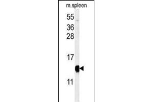 Western blot analysis of YPEL5 Antibody (C-term) (ABIN653916 and ABIN2843151) in mouse spleen tissue lysates (35 μg/lane). (YPEL5 anticorps  (C-Term))
