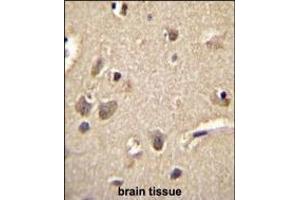 S100A1 Antibody (C-term) (ABIN655724 and ABIN2845172) immunohistochemistry analysis in formalin fixed and paraffin embedded human brain tissue followed by peroxidase conjugation of the secondary antibody and DAB staining.