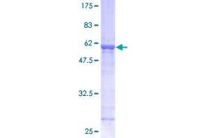 Image no. 1 for N-Ethylmaleimide-Sensitive Factor Attachment Protein, alpha (NAPA) (AA 1-295) protein (GST tag) (ABIN1311975)