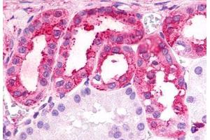 Anti-TPRA1 / GPR175 antibody  ABIN1049424 IHC staining of human kidney. (GPR175 anticorps  (Cytoplasmic Domain))