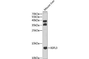 Western blot analysis of extracts of mouse liver, using IGFL3 antibody (ABIN6133430, ABIN6142265, ABIN6142266 and ABIN6222975) at 1:1000 dilution. (IGFL3 anticorps  (AA 25-125))