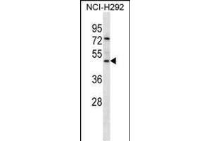 GP2 Antibody (N-term) (ABIN657047 and ABIN2846214) western blot analysis in NCI- cell line lysates (35 μg/lane). (GP2 anticorps  (N-Term))