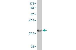 Western Blot detection against Immunogen (36.