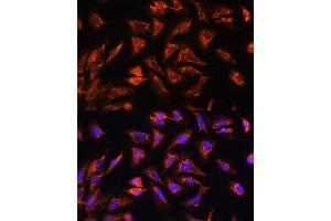 Immunofluorescence analysis of U2OS cells using OCI antibody (ABIN7269077) at dilution of 1:100.