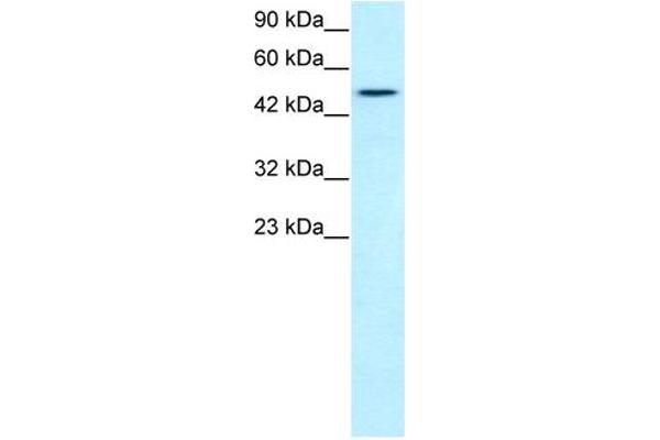 T-Box 19 anticorps  (N-Term)
