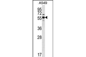 SPNS3 Antibody (C-term) (ABIN656612 and ABIN2845867) western blot analysis in A549 cell line lysates (35 μg/lane). (SPNS3 anticorps  (C-Term))