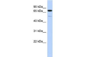 WB Suggested Anti-DMTF1 Antibody Titration:  0. (DMP1 anticorps  (Middle Region))