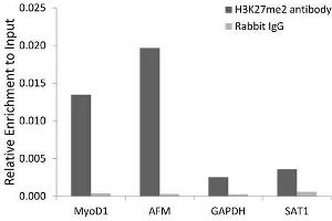 Chromatin immunoprecipitation analysis extracts of 293 cell line, using DiMethyl-Histone H3-K27 antibody.