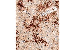 Immunohistochemical analysis of paraffin-embedded human brain tissue using C performed on the Leica® BOND RXm. (OTUD3 anticorps  (AA 192-220))